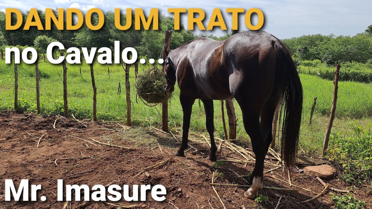 Manejo diário em um Cavalo. (Garanhão)