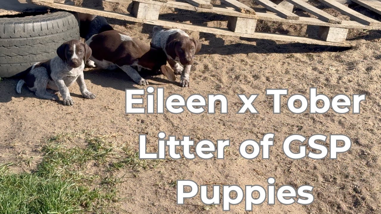 GSP Puppies - Eileen x Tober Litter born 3/24/2025