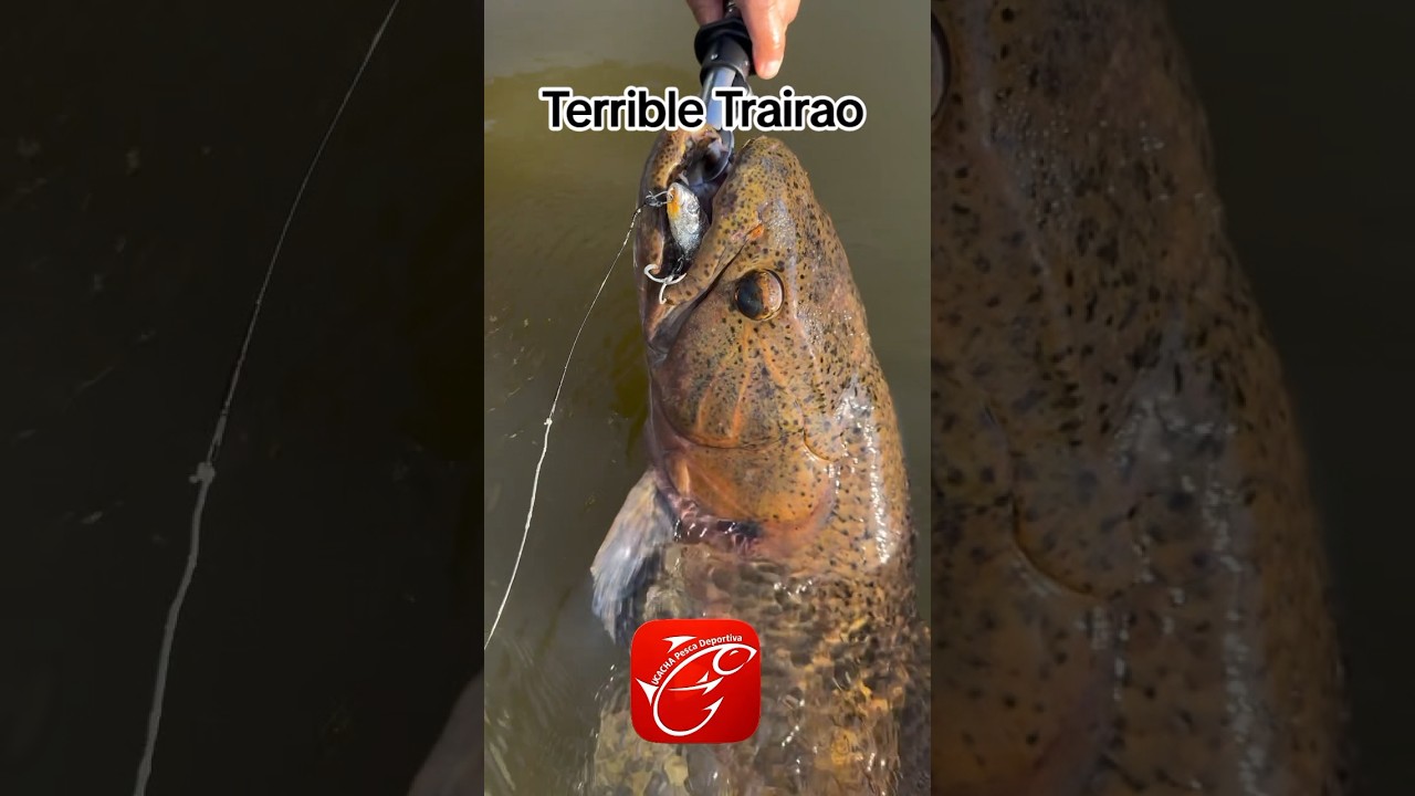 Terrible Trairao #pesca #pescasub #lineadepesca #fishing #fish #trair&atilde;o #tarucha #tararira #hoplias