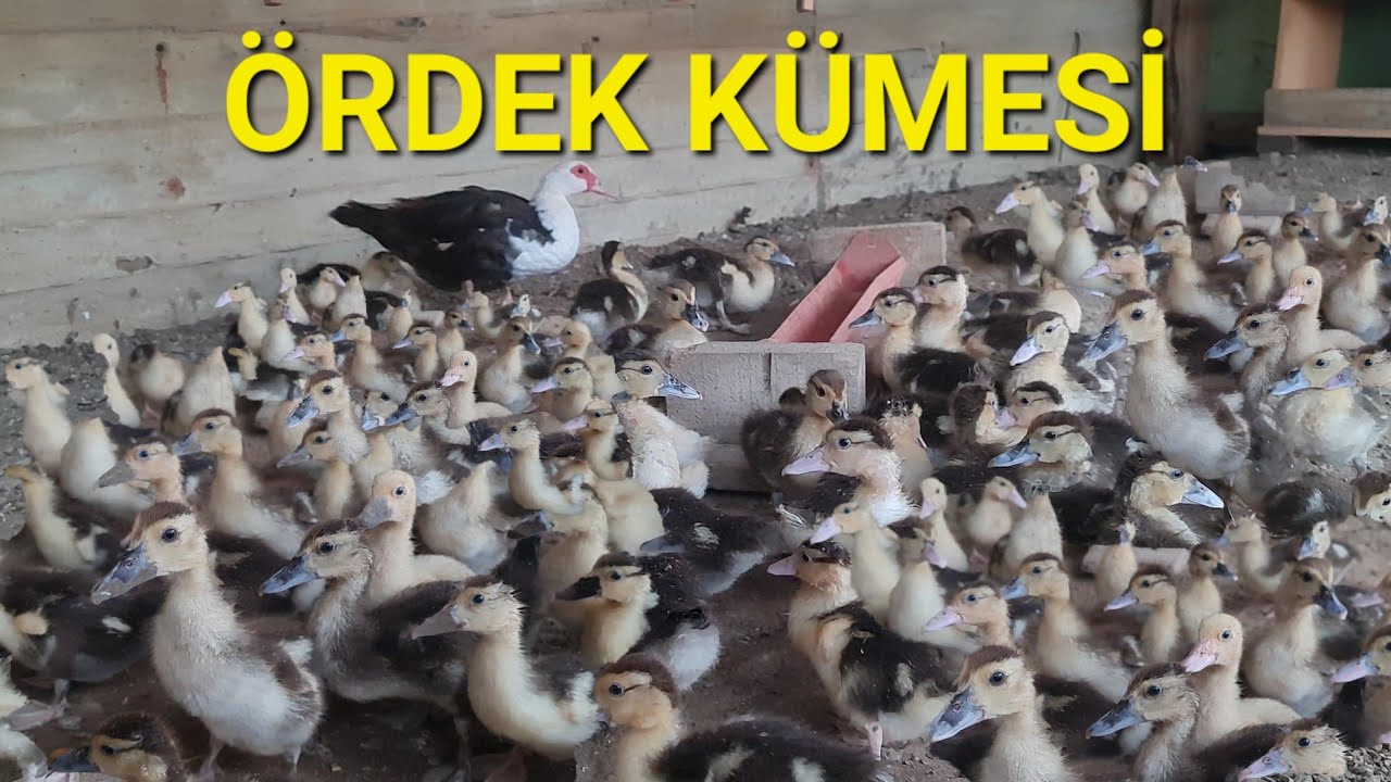 Bİ DÜNYA ÖRDEK YAVRUSU(Kış Ayında Amerikan Ördek Yavrusu)#uçanördekler #amerikanördeği ▫️4K▫️