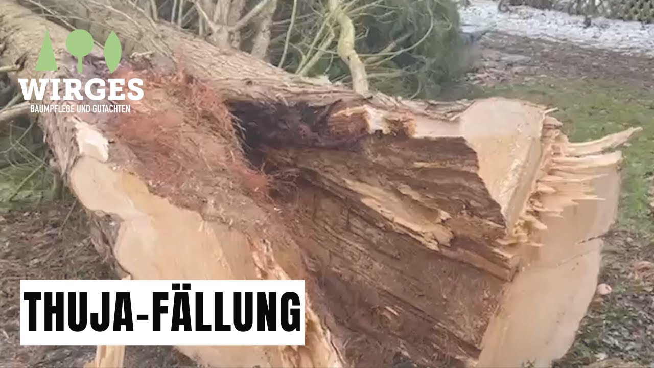 Baumpflege Wirges Thuja-F&auml;llung