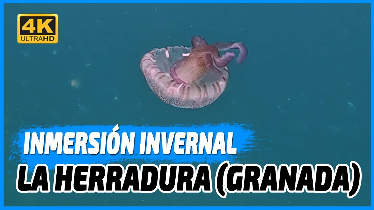 Buceo invernal en La Herradura (Granada)