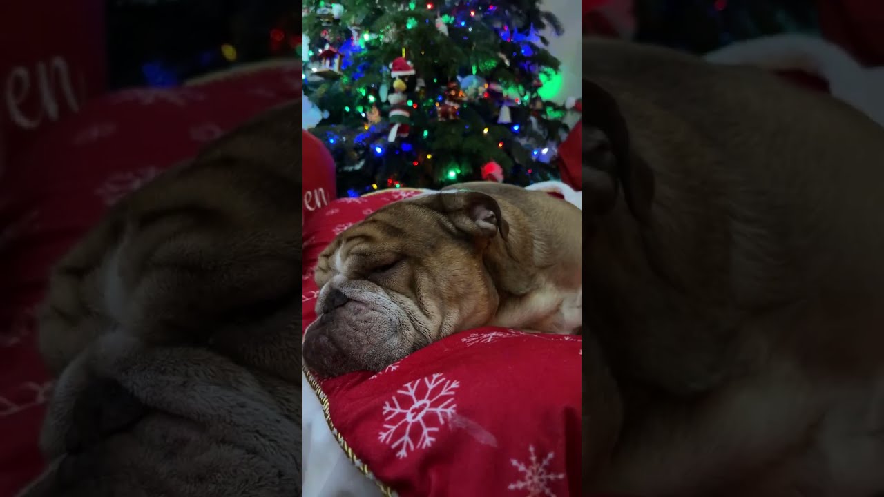 Abuana Bulldogs is live!