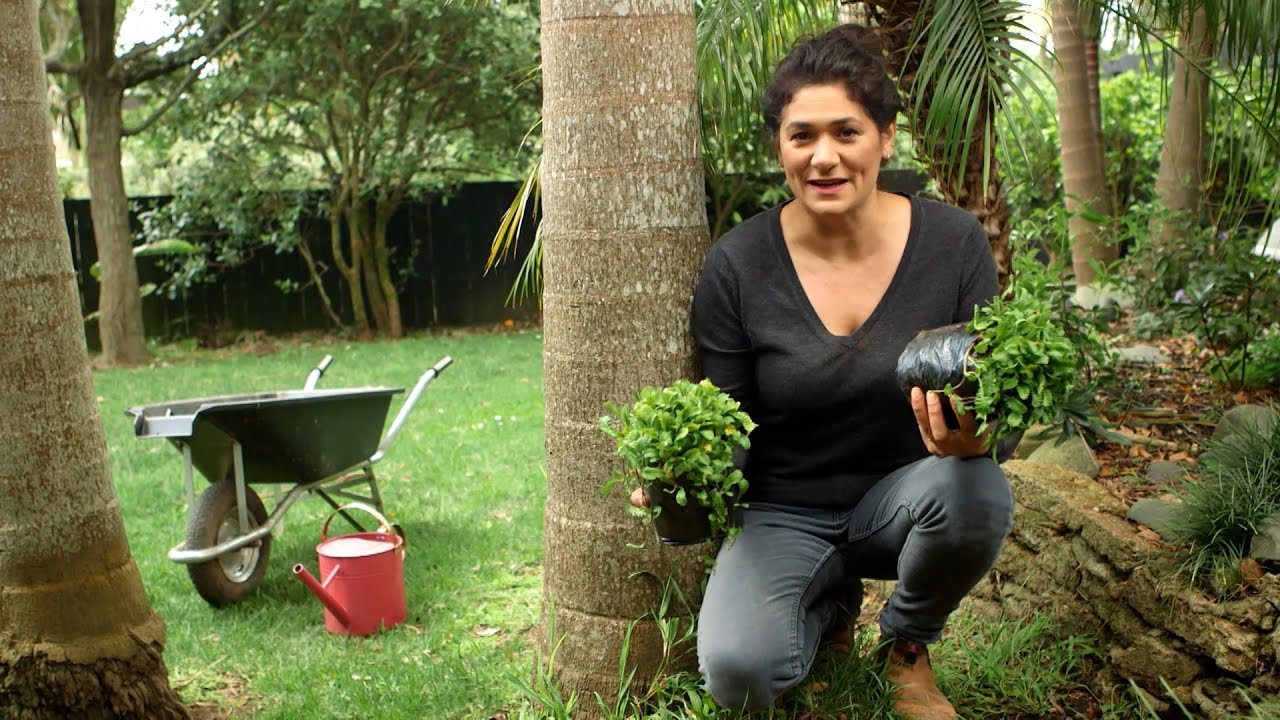 Using native ground cover in your garden