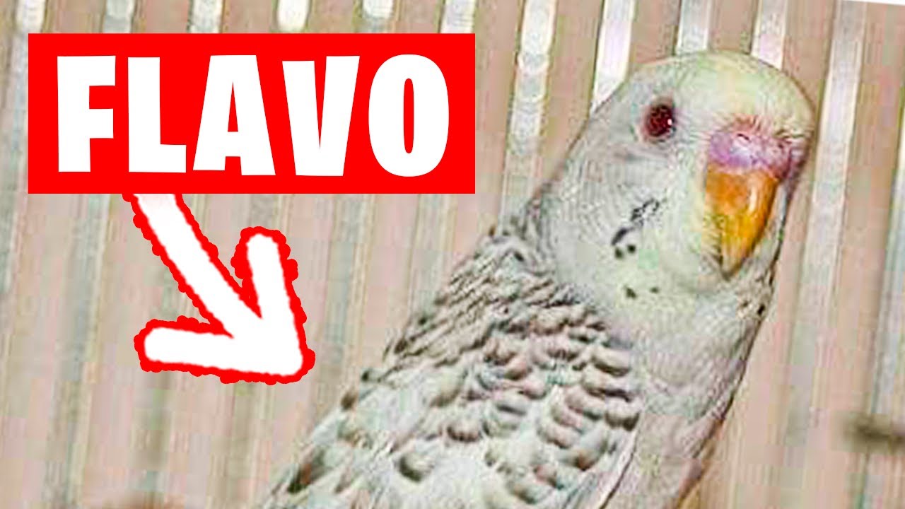 TODO SOBRE EL PERIQUITO FLAVO