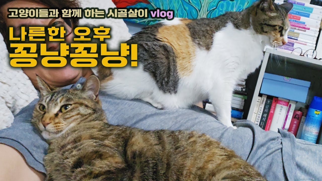 꽁냥꽁냥  /고양이들과 함께 하는 시골살이 vlog