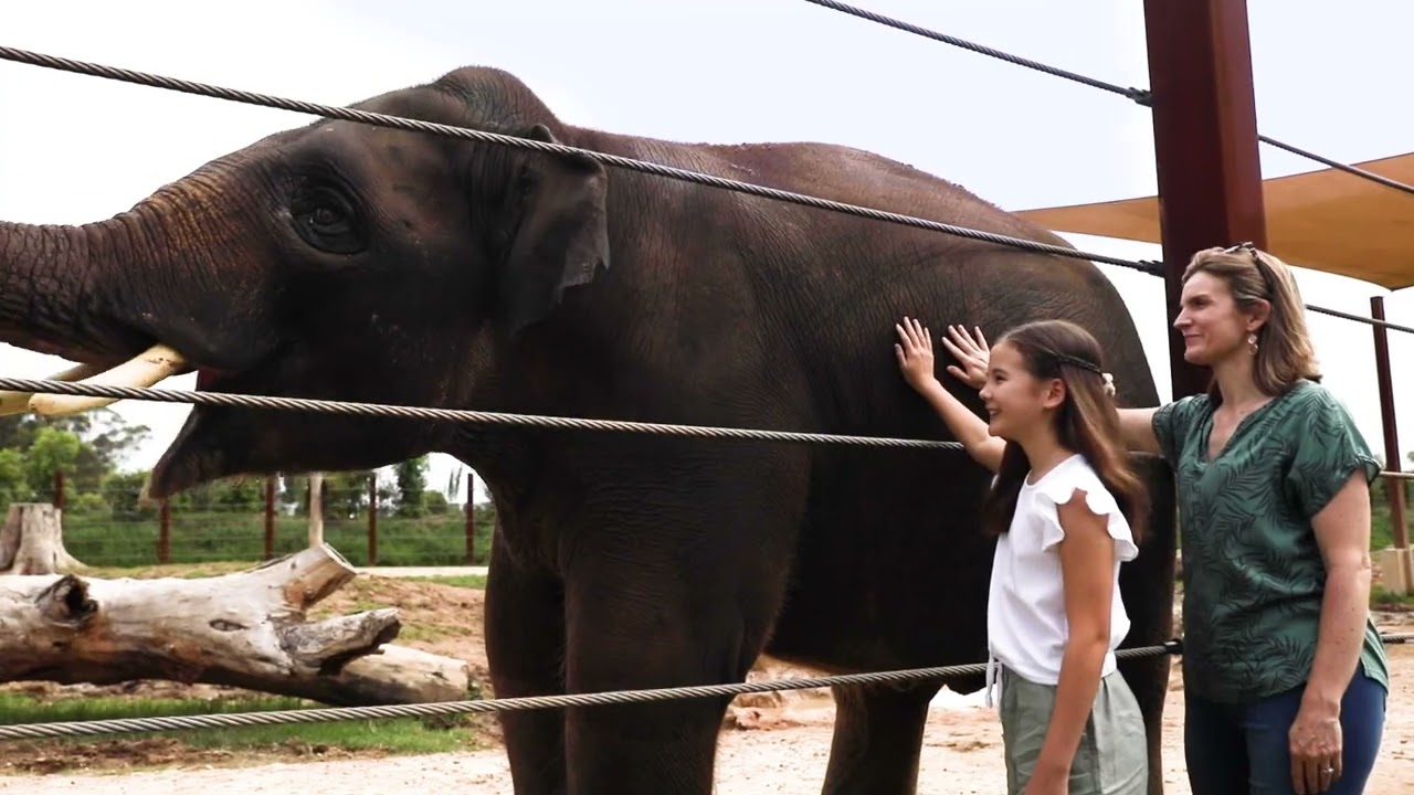 Sydney Zoo - Encounters