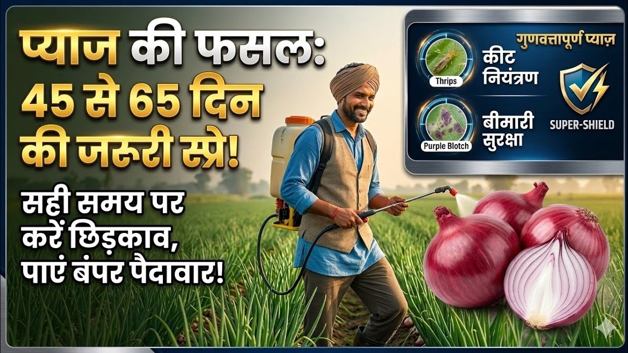 प्याज की खेती: 45 से 65 दिनों के बीच डालें ये दवाइयां, मिलेगी बम्पर पैदावार! #pyaj #onion