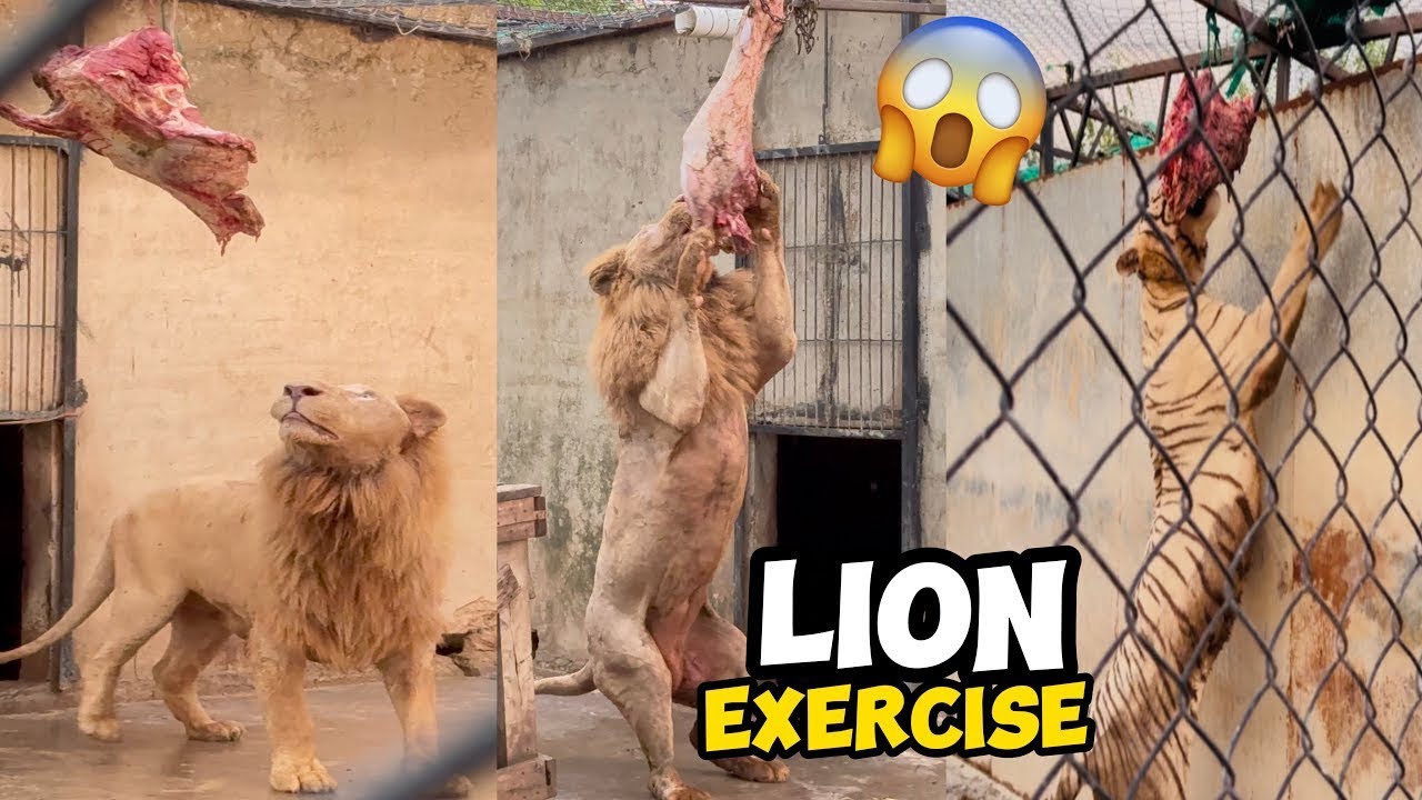 Lion New Exercise With Meat 🍖🥩😱🦁