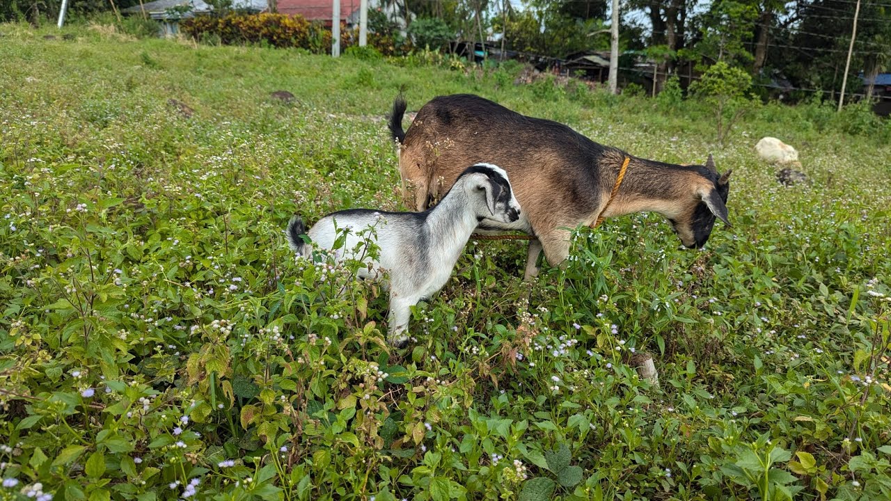 #goat update sa ating bagong bisirong kambing na si Meme kumakaen na sya ng damo