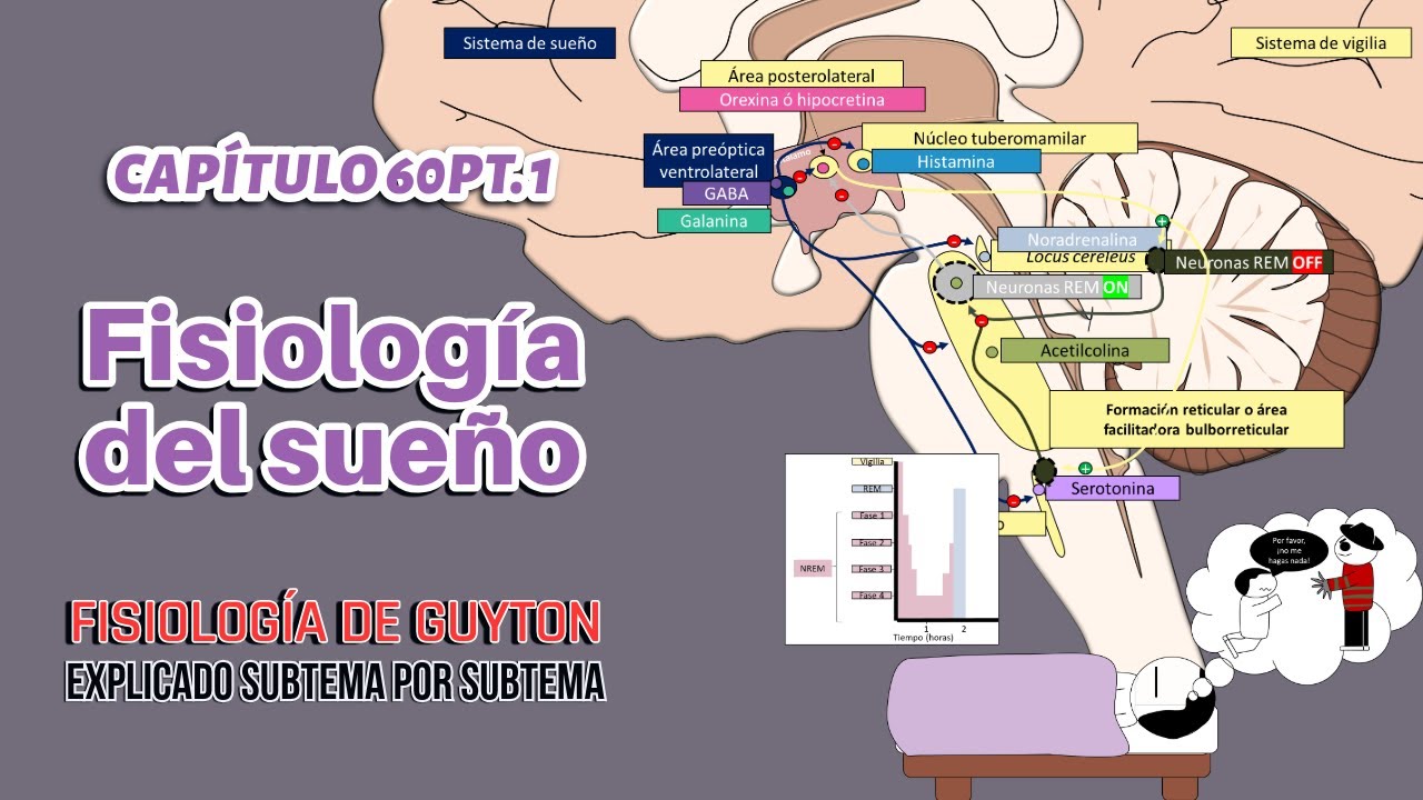 CAP 60 1/4: Fisiología del sueño
