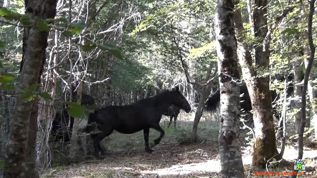 Cavalli allo stato Brado - Parco dei Nebrodi Sicilia