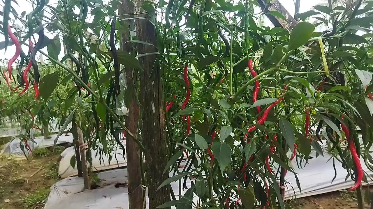 PANEN CABE KERITING PEMUTIKAN KE EMPAT
