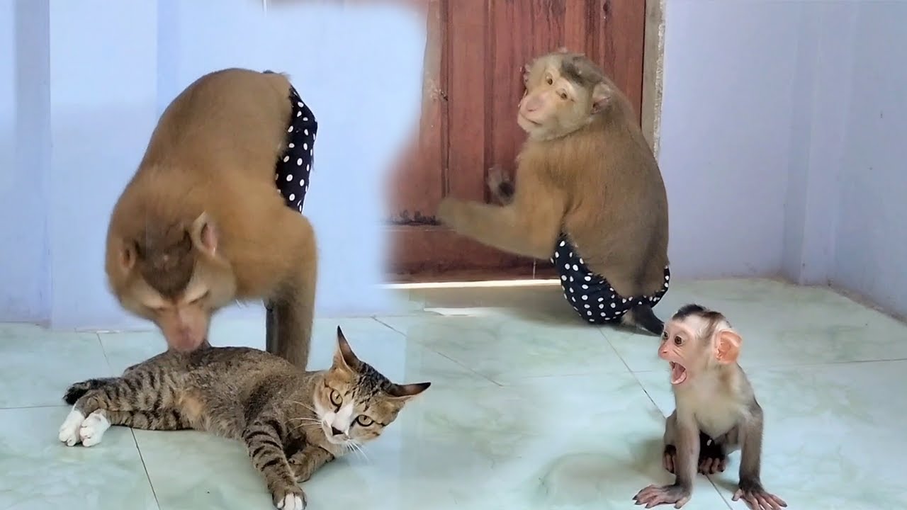 This Cross Species Family Playtime at Home Will MELT Your Heart