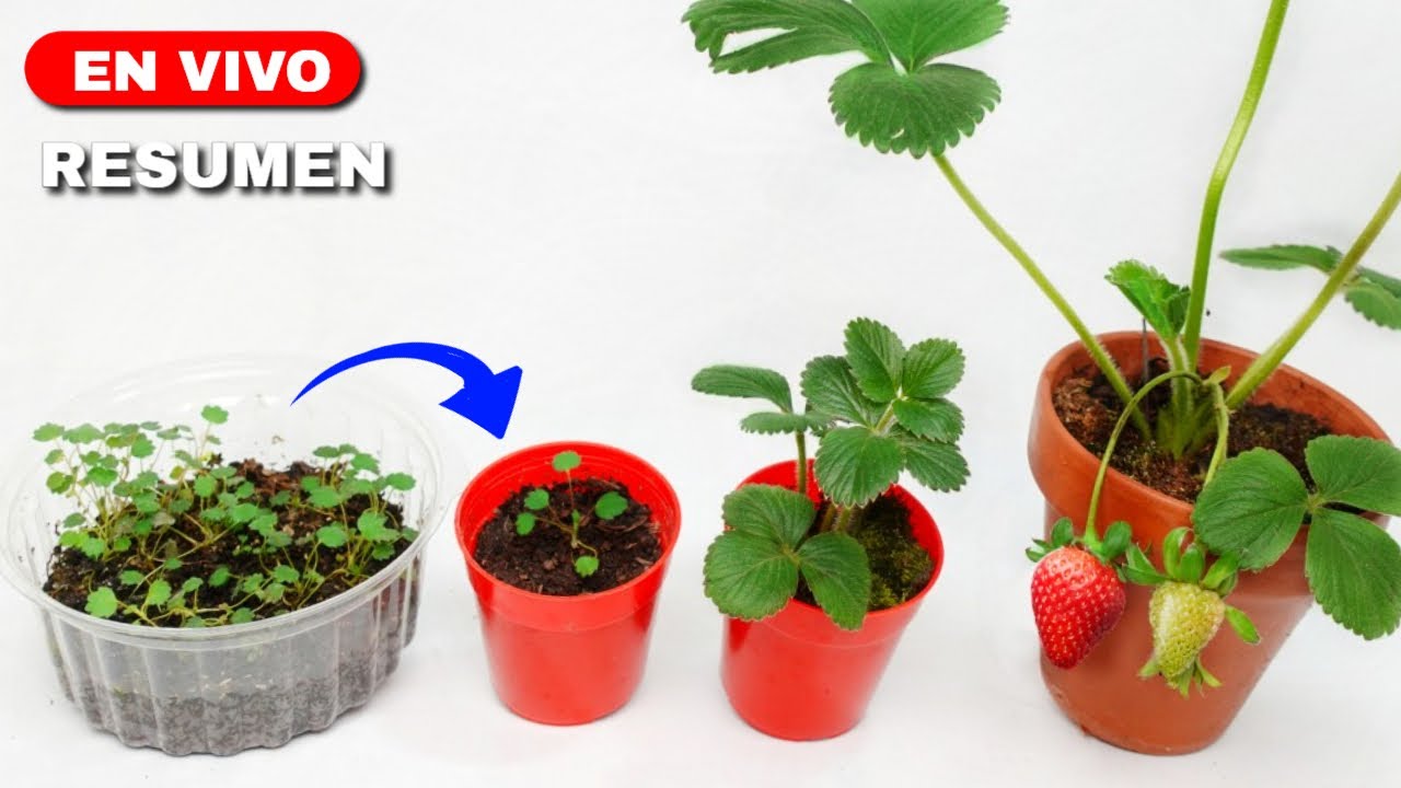 🍓Сводка эфира➤ Выращивание клубники от семян до урожая