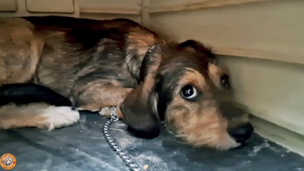 Lo strazio ed il dolore che prova un cane abbandonato a se stesso...