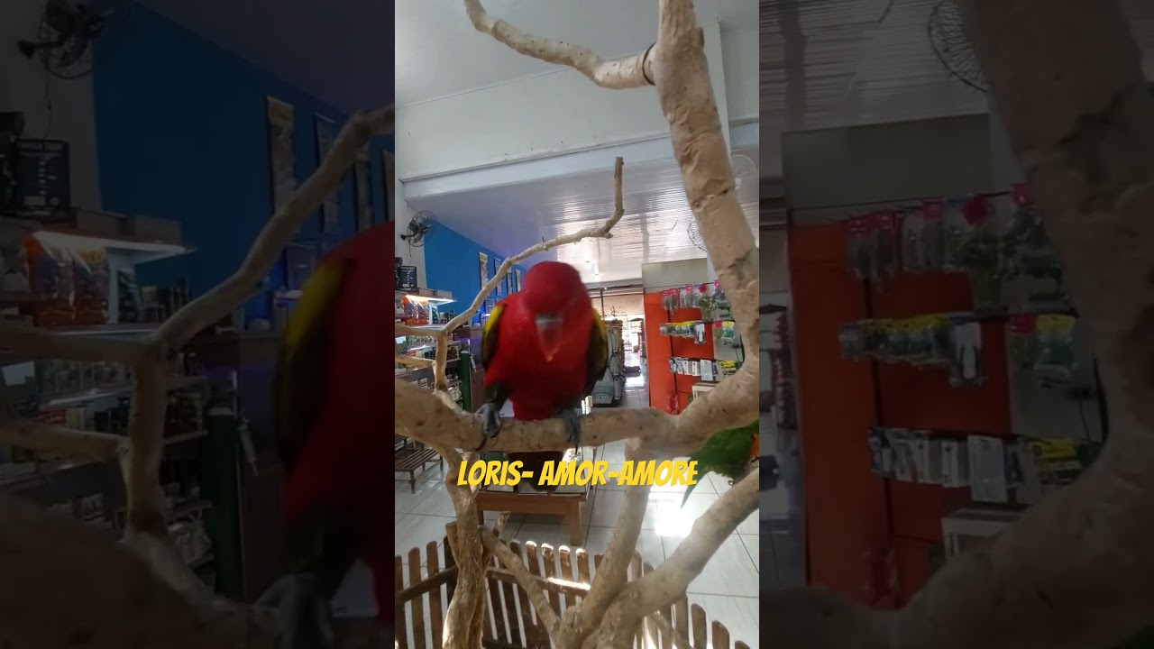 Loris-Amor-amor. #loris #loris-amor-amor #shortsfeed