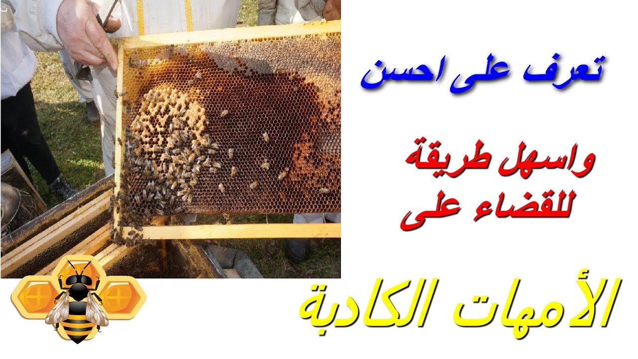 تعرف على احسن واسهل طريقة للقضاء على الأمهات الكادبة