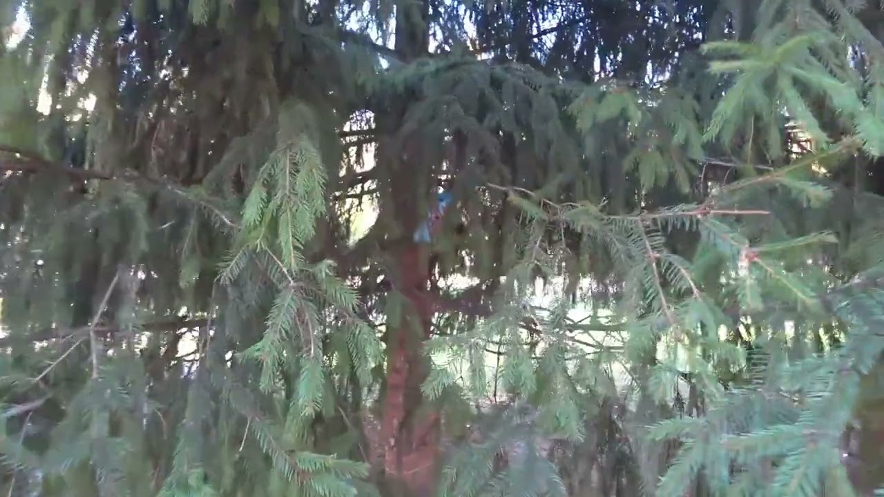 Новосибирск Красный проспект Нарымский сквер Богдана Хмельницкого Родники Краузе Сибирь Жилье НСК54