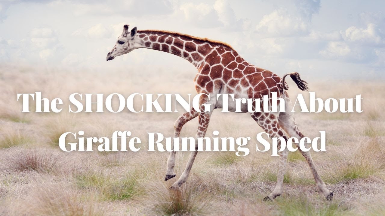 The SHOCKING Truth About Giraffe Running Speed