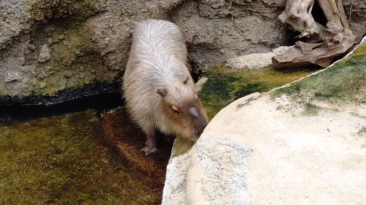 なかがわ水遊園のカピバラ