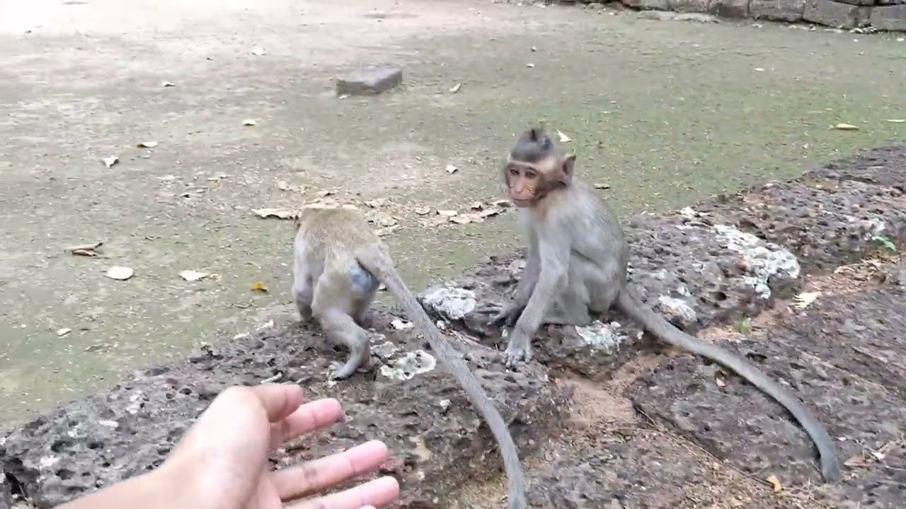 Funny Monkey Playing at Angkor Wat Temple - Siem Reap Cambodia