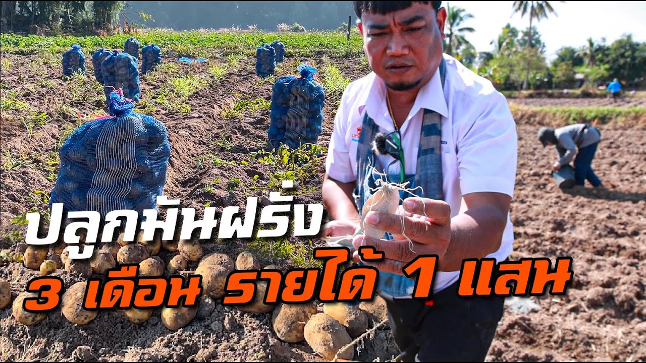 วิธีปลูก 