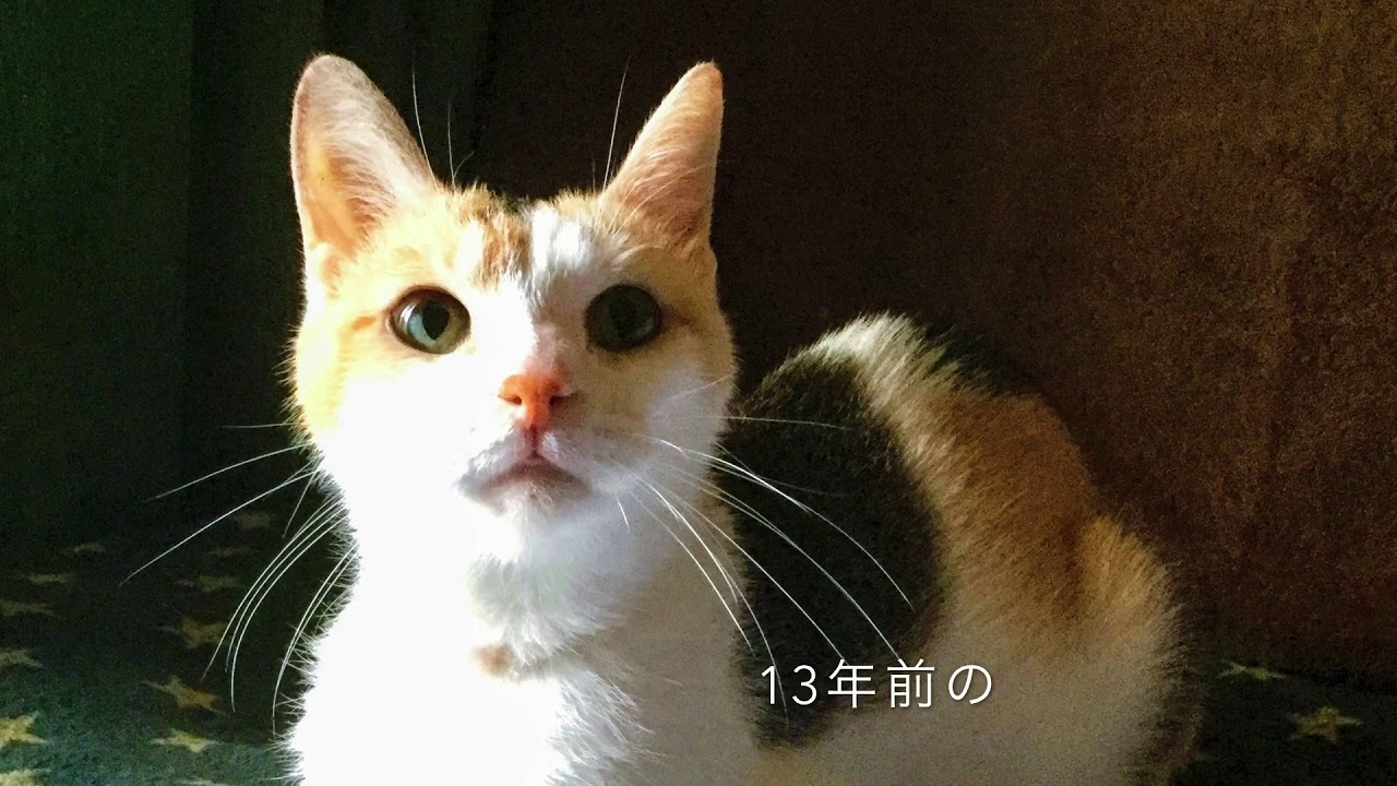 シャルル・アズナヴール「SHE 忘れじの面影」にのせ 保護ネコ🐱ぴーさんの思い出 #rakkyo