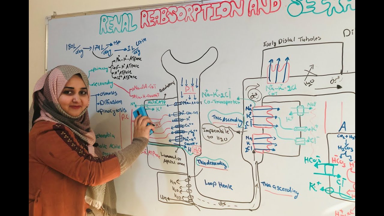 Renal Tubular Reabsorption and secretion part 1_ 37_ میکانیزم جذب واطراح مواد در نواحی مختلف نفرون