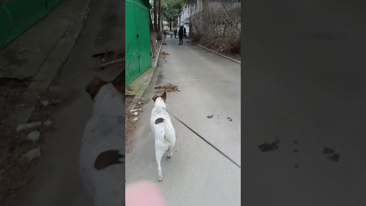 Палочку несёт Хорита
