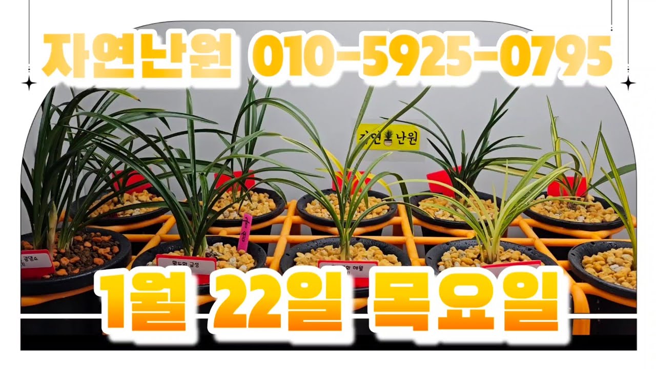 [1월 22일] 광명소, 금성, 해월, 서산반, 서반중투, 채운, 천일, 서반, 중추, 홍초 홍하 총 11개체입니다♡