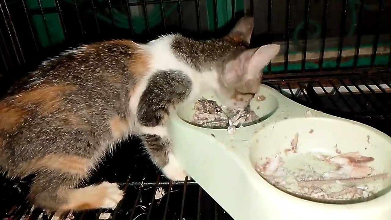 Sobrang lolosog ng mga pusa 🐈🐈🐈