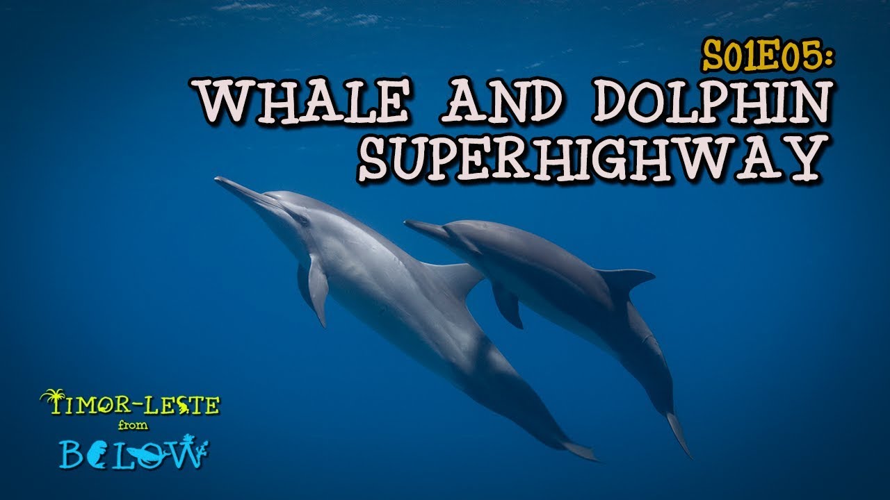 Whale and Dolphin Superhighway [4K] | Timor-Leste from Below (S01E05) | SZtv