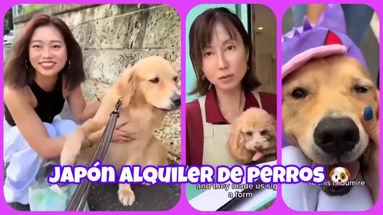 JAPÓN ALQUILER DE PERROS PARA PASEAR