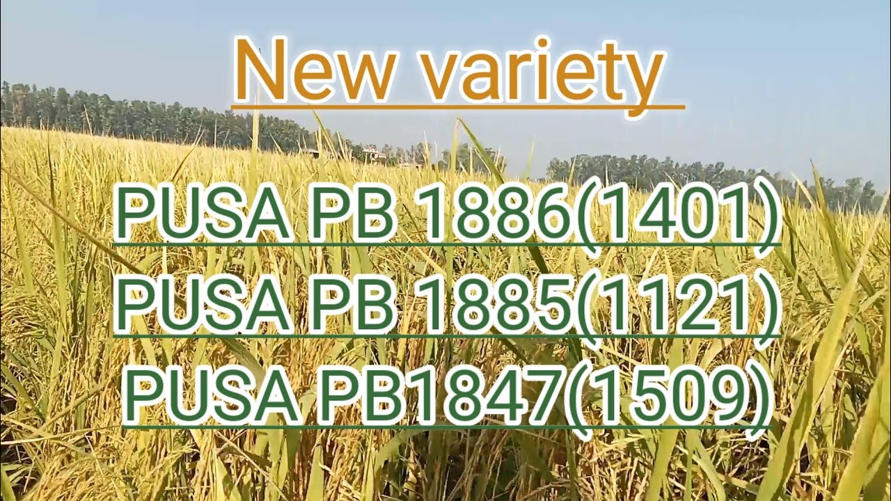 pusa 1886 (1401)       Pusa1885(1121)       Pusa1847(1509)