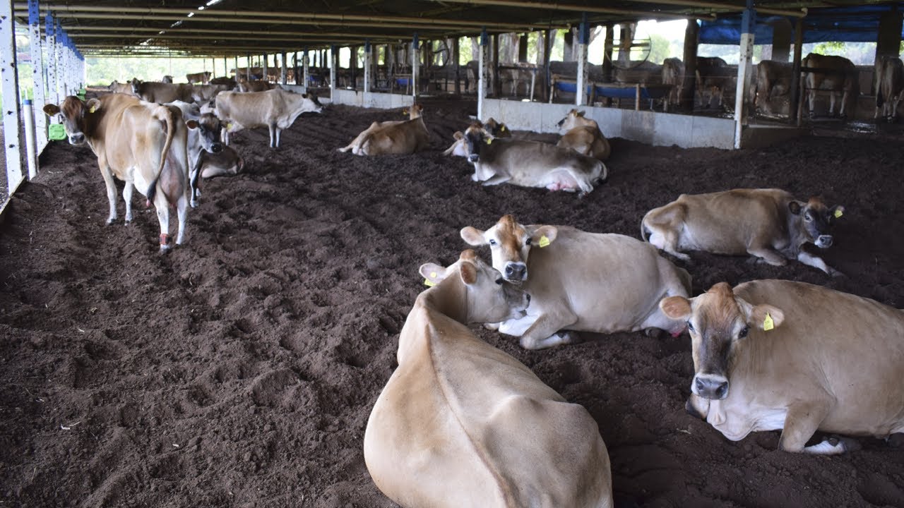 Compost Barn - Exemplo de projeto, o futuro do leite no Brasil