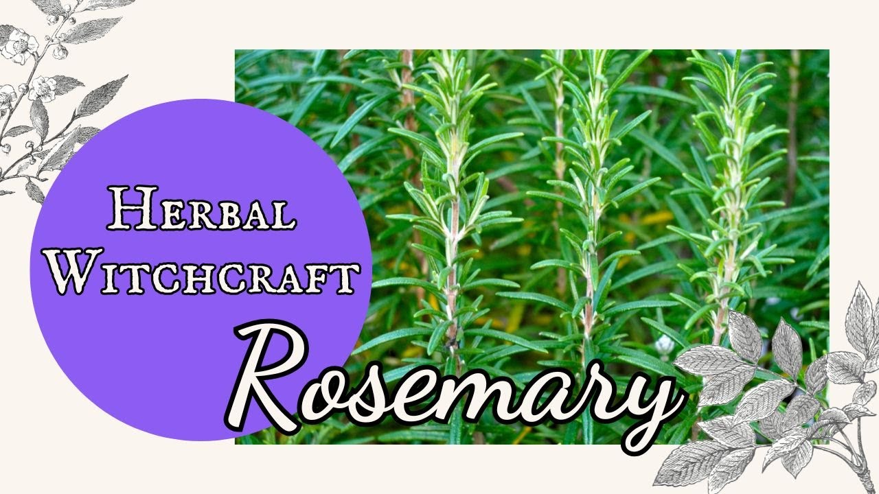 Herbal Witchcraft: The Secret Powers of Rosemary