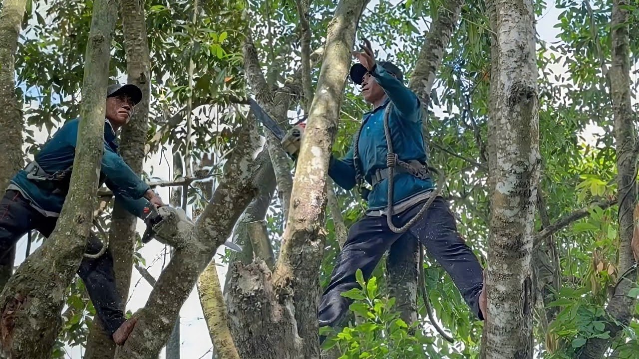 Cưa cây cà na um tùm nhiều nhánh . Cưa cây kỷ thuật cao