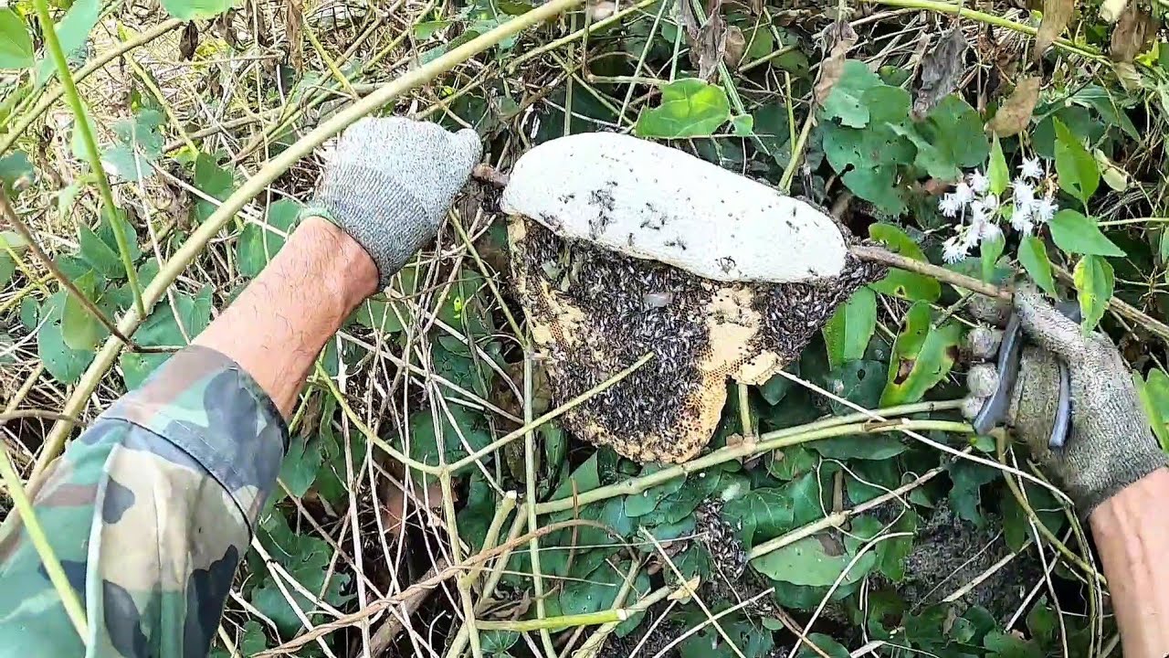 Hành Trình đi tìm ong ruồi ở núi mây tàu
