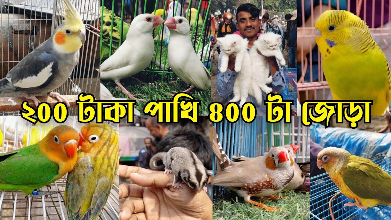 ছোট পাখিতে ভরপুর মিরপুর ১৩ পাখির হাট || Bird market in Bangladesh || Mirpur 13 pakhir hat 