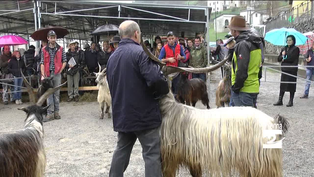 Valgoglio la pioggia non ferma la Fiera delle capre Antenna 2 TV 10112014