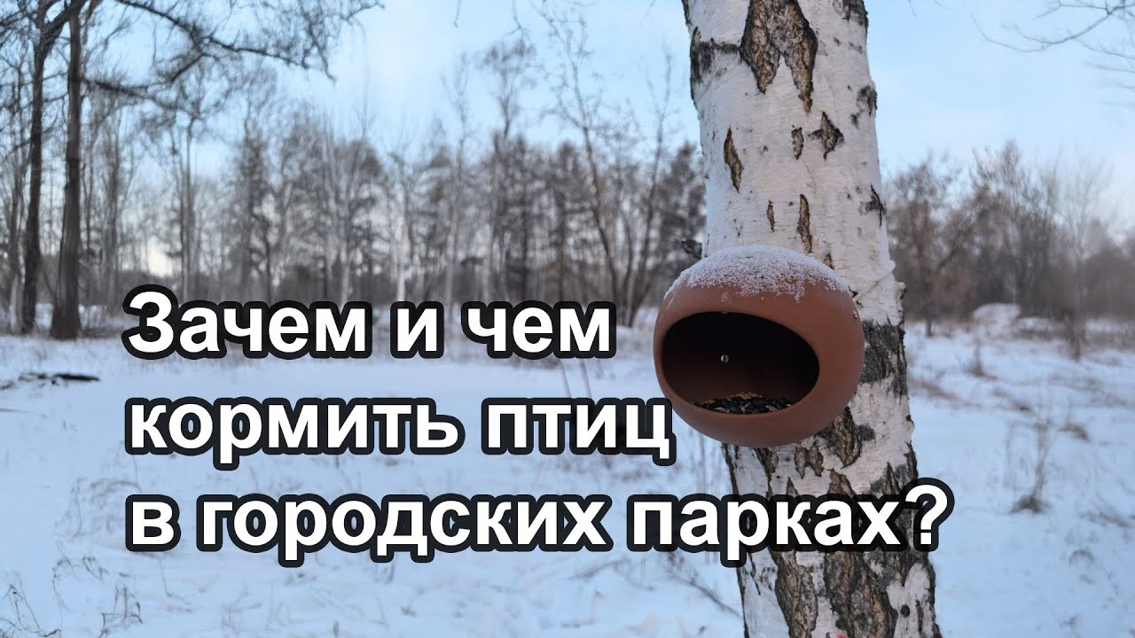 Зачем и чем кормить птиц в городских парках и лесах? Кормушки в Бугринском парке Новосибирска.