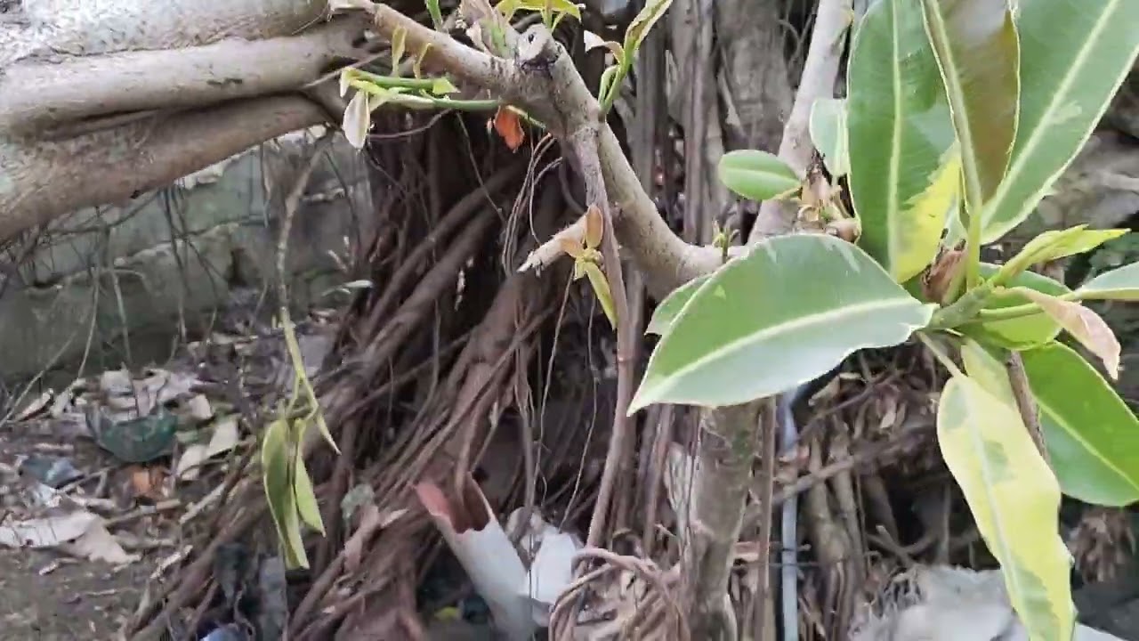 Ganito ang gagawin natin sa ating variegated  rubber tree mga kabougie kabonsai