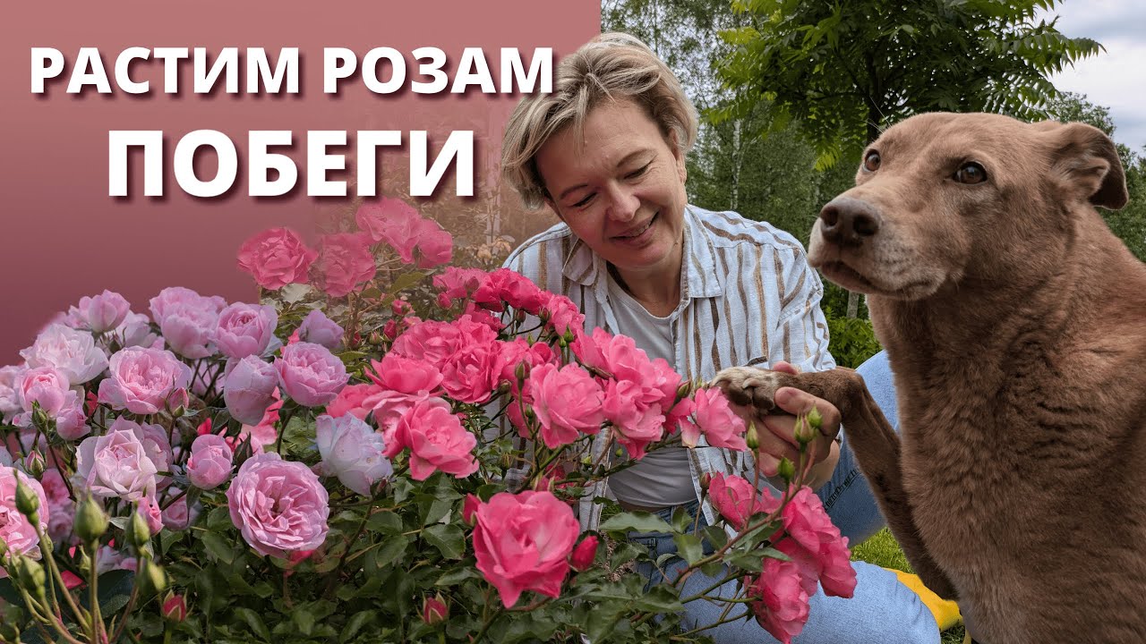 ОДНИ ОТЦВЕТАЮТ, А ДРУГИЕ ТОЛЬКО РАСТУТ. Почему розы развиваются не одновременно?