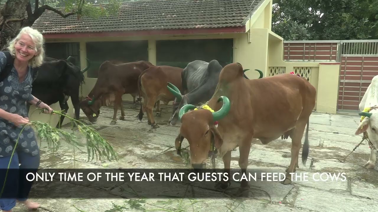 RAMANA AHRAM COW FESTIVAL
