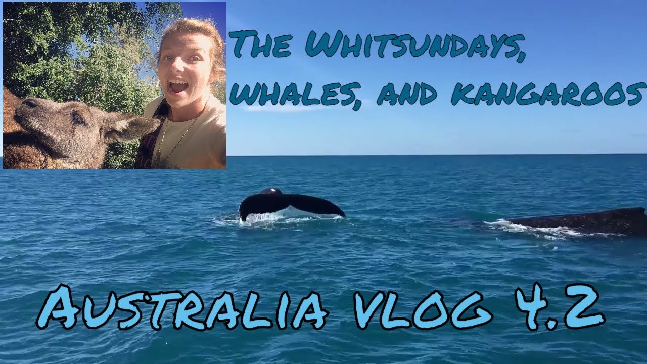 A week as a marine biologist #6 | Whitsunday whales and kangaroos