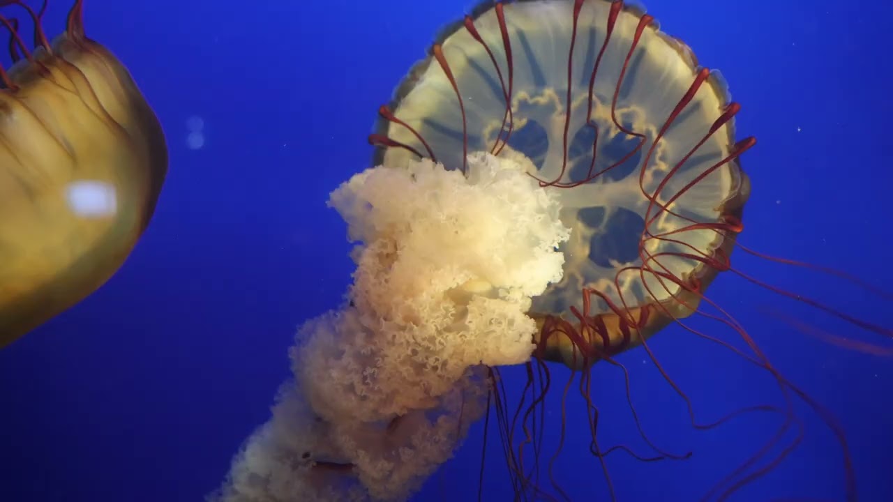 Lion's Mane Jellyfish