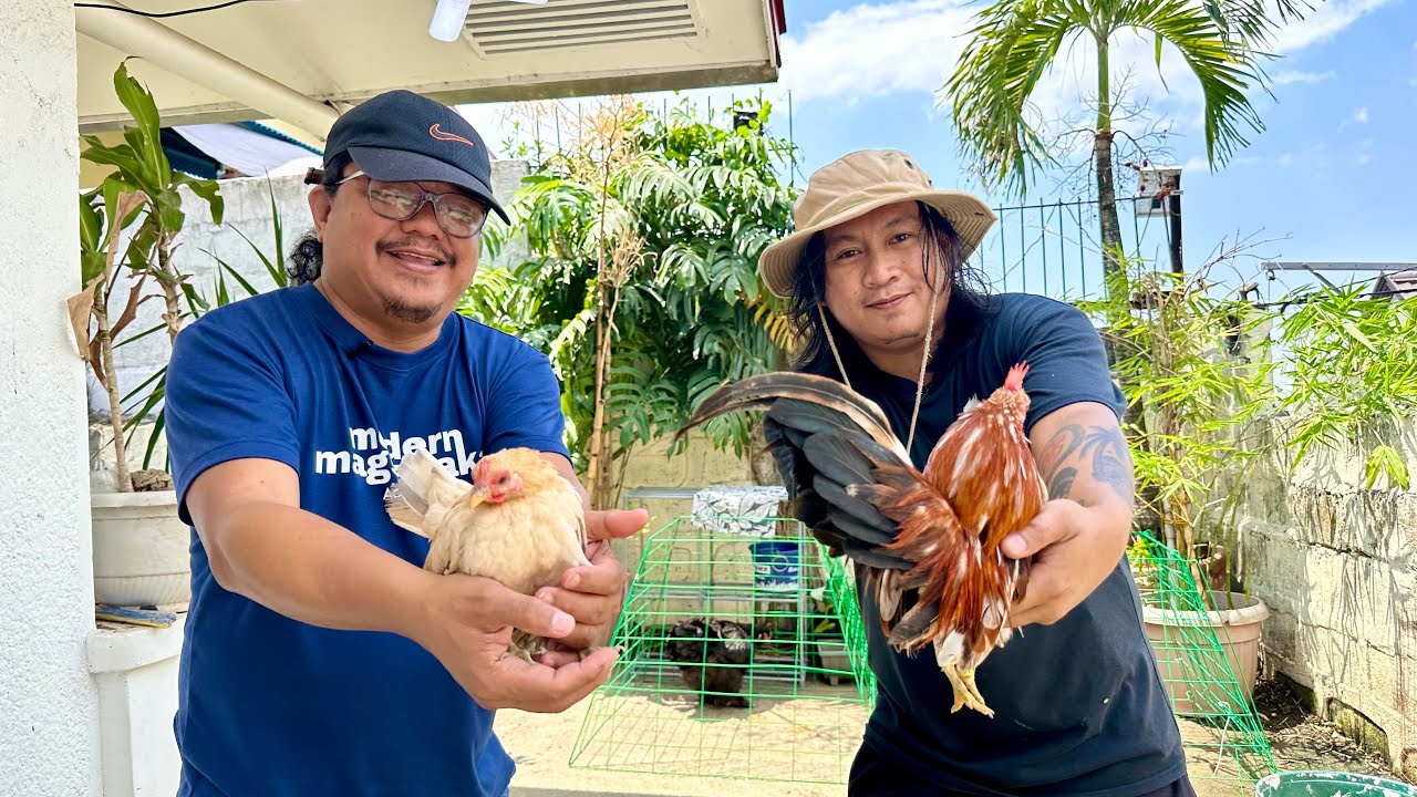 Pag-aalaga ng Malaysian Serama Bantam Chicken: From Breeding, Feeding, Grooming para sa Show