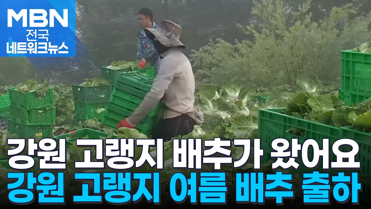 여름 배추는 우리가 책임진다…강원 고랭지 배추 출하 [전국네트워크]