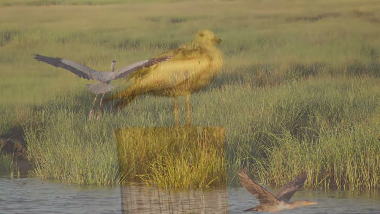 Edwin Forsythe Wildlife Refuge, NJ